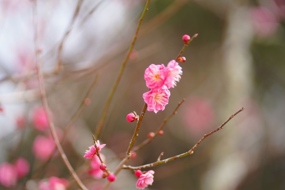 DSC00369Shi.jpg DSC00369Shi