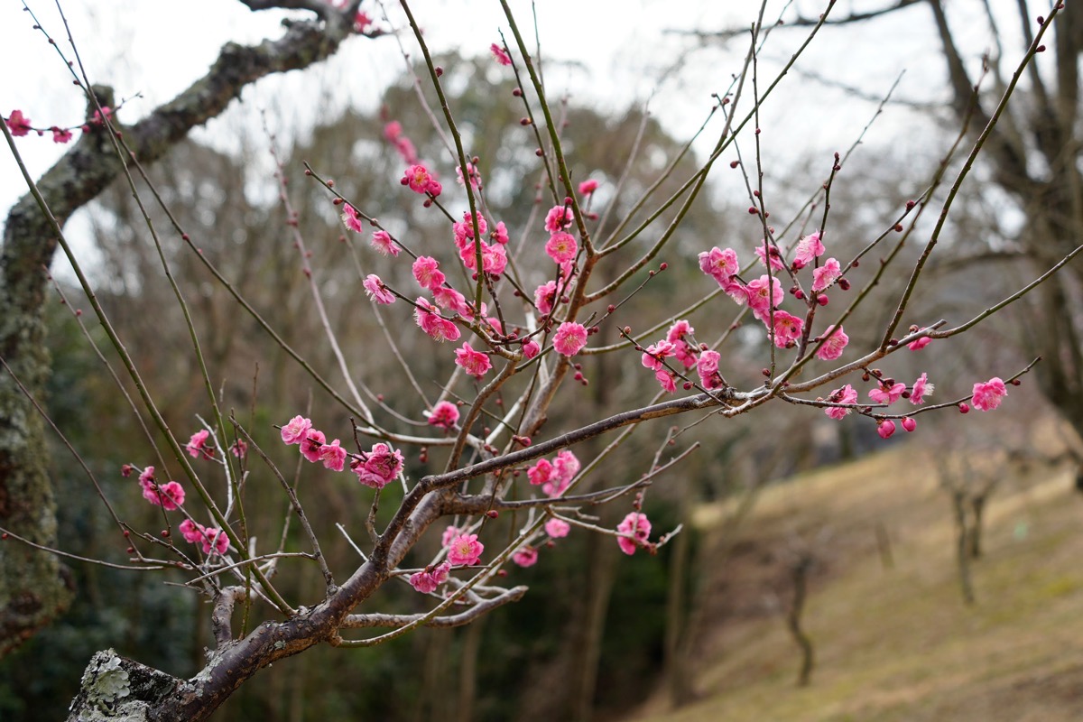 _DSC0463.jpg DSC0463