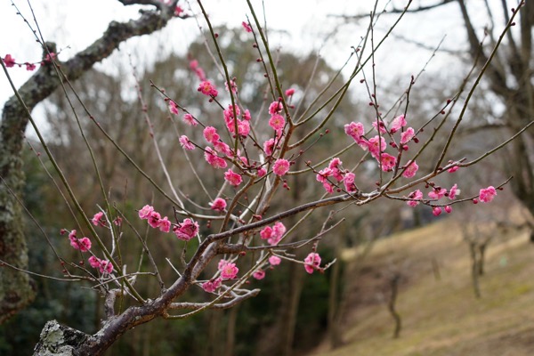 _DSC0463.jpg DSC0463